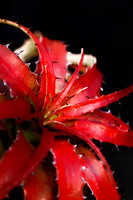 red bromeliiad with black background vertical se