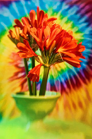 clivia with tie dye se