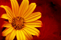 mexican sunflower with red feathers
