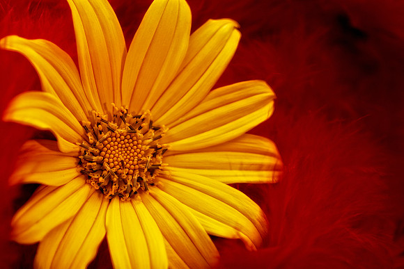 mexican sunflower with red feathers