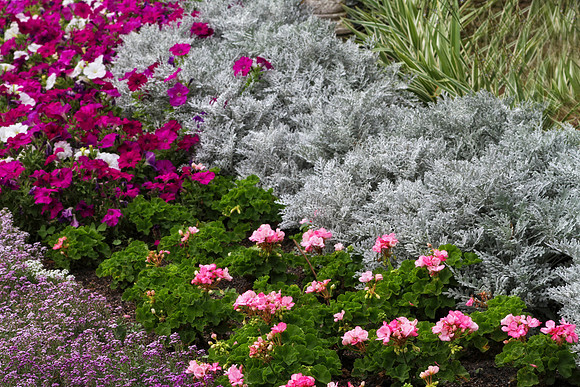 flower garden