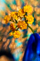 yellow kalanchoe with blue vase se