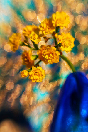 yellow kalanchoe with blue vase se