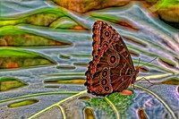 blue morpho on philodendron.jpg