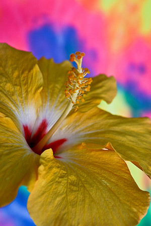 yellow with red center 2