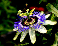 passionflower copy