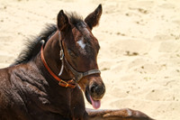 baby sticking out tongue se