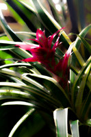 bromeliad se