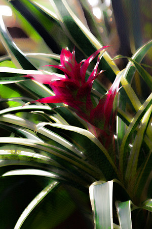 bromeliad se