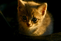 kitten in feed tub