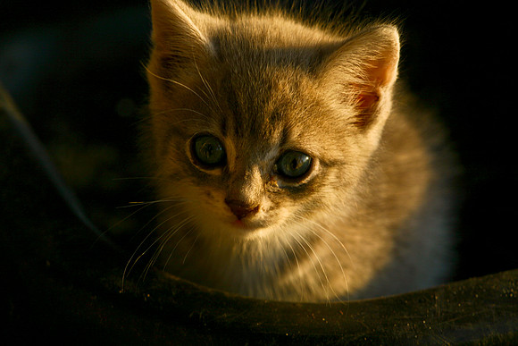 kitten in feed tub