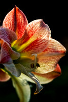 amaryllis with backlight se copy.jpg