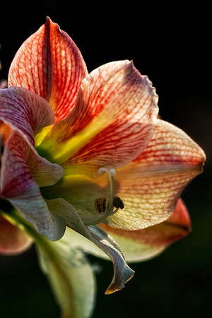 amaryllis with backlight se copy.jpg