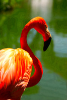flamingo se
