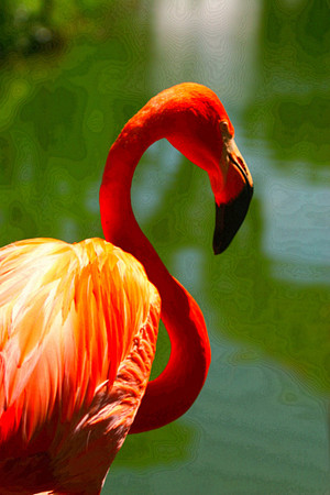 flamingo se