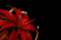 red bromeliad_2