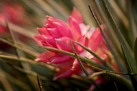 pink airplant