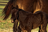 dark bay baby yawning