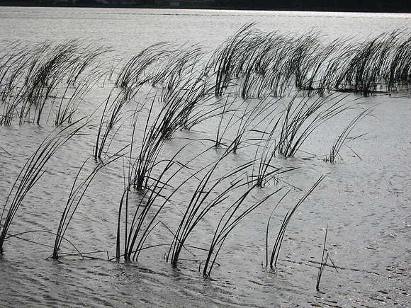 tampa lake