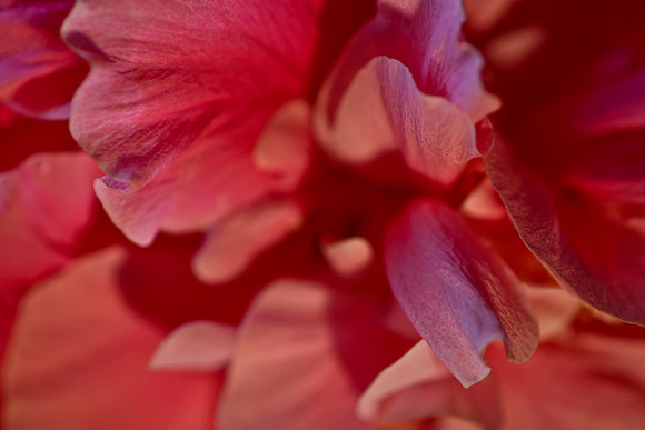 double pink h close up