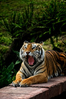 tiger yawn