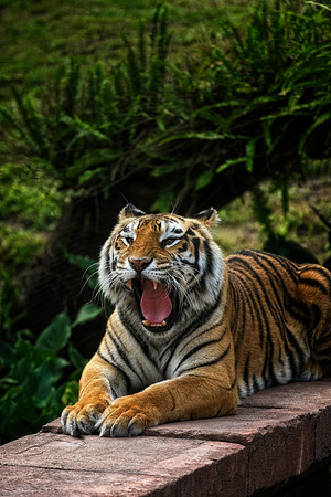 tiger yawn