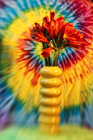 clivia with tie dye 2