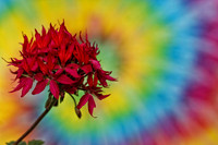fushcia geranium tie dye