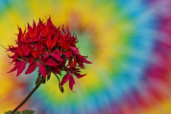 fushcia geranium tie dye