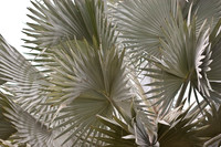 bismarkia palm