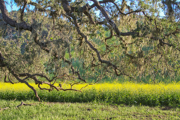 oak tree branches and yellow flowers