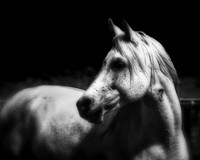 horse photography