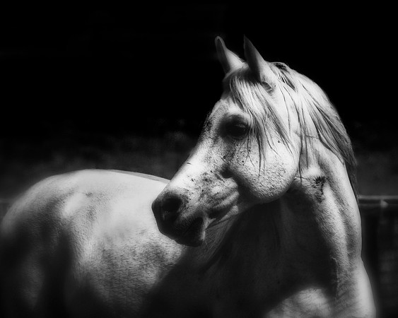 horse photography