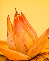 banana bloom