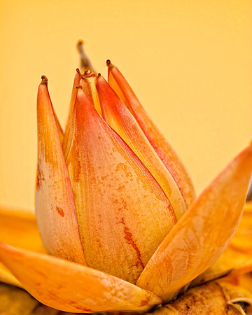 banana bloom