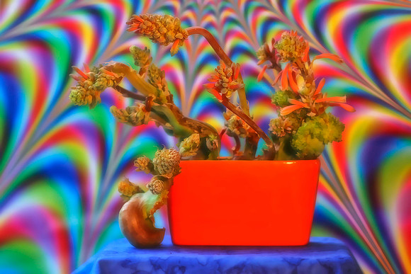 aloe with orange pot and crazy background se 2