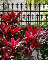 ti plants