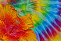 yellow and pink hibiscus tie dye