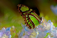 green and white butterfly