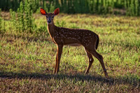 deer copy