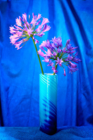 agapanthus with blue sand se