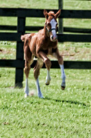 chestnut baby jumping