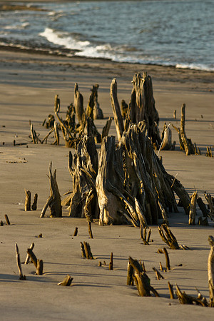 stumps near edge