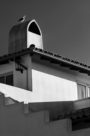 seagull on building b and w