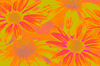 yellow daisies se 2