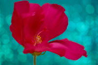 065