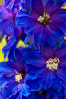 blue delphinium se