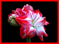 Red amaryallis with red border