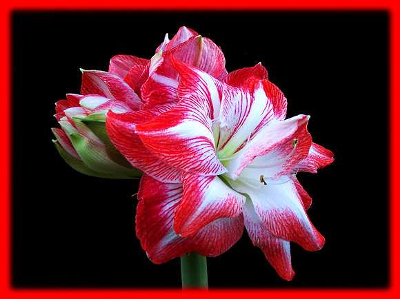 Red amaryallis with red border