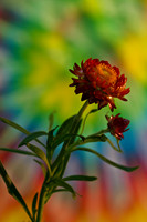straw flowers